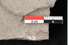Foto (Detailansicht) von Plantae indet.  (NHMW-GEO-2024-0188-6691)